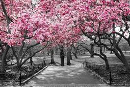 Plakat magnolie przy wejściu do parku