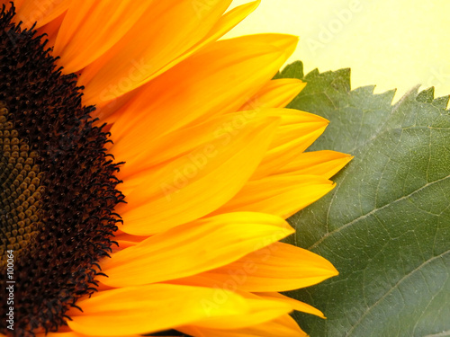 Fotoroleta słońce słonecznik świeży lato