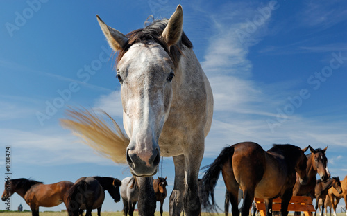 Obraz na płótnie niebo łąka koń dżokej