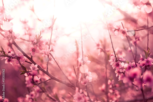 Foto zasłona Spring flowers