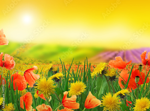 Fototapeta lato słońce pole kwiat