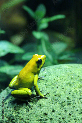 Naklejka ładny tropikalny żaba meksyk