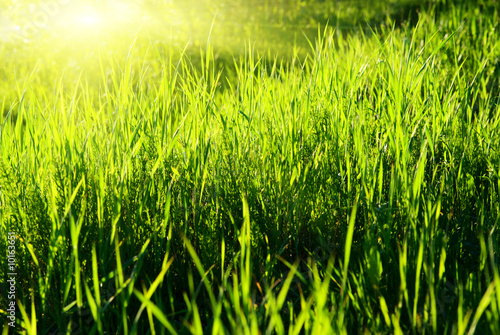 Plakat wzgórze słońce trawa roślinność lato