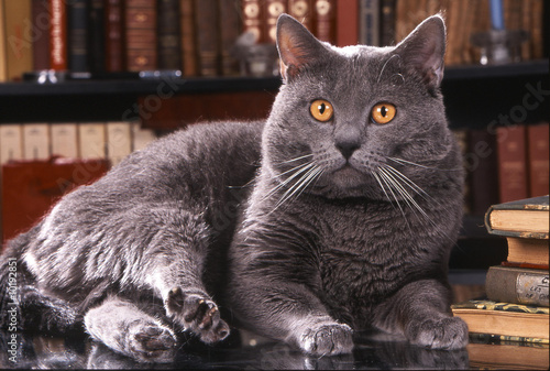 Fototapeta kot zwierzę inspiracja literatura zafascynowany