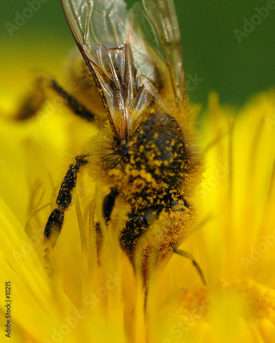Obraz na płótnie kwiat wosk pyłek nektar ulowy