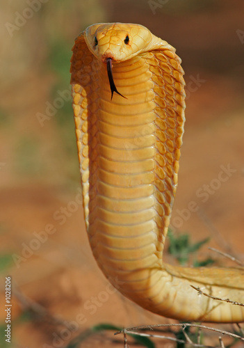 Naklejka usta gad wąż