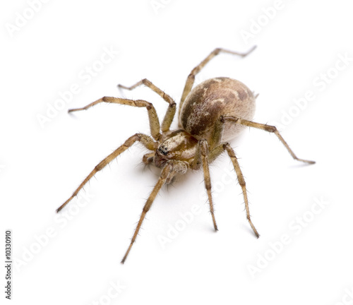 Obraz na płótnie natura pająk zwierzę