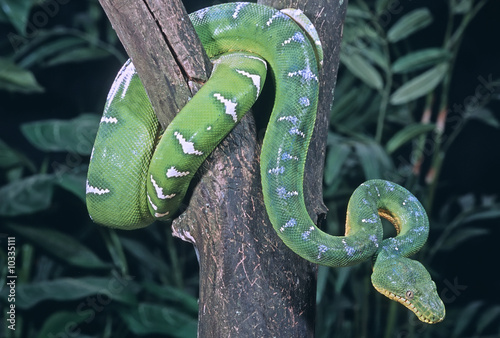 Fotoroleta zwierzę gad wąż natura zielony