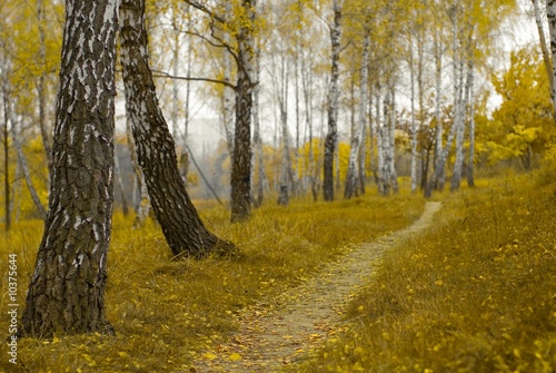 Fotoroleta park brzoza jesień natura las