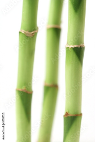 Fotoroleta bambus japonia natura