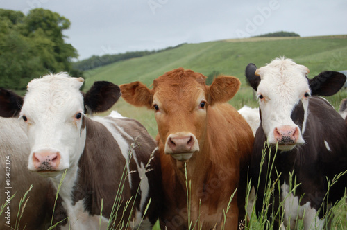 Obraz na płótnie mleko krowa stado