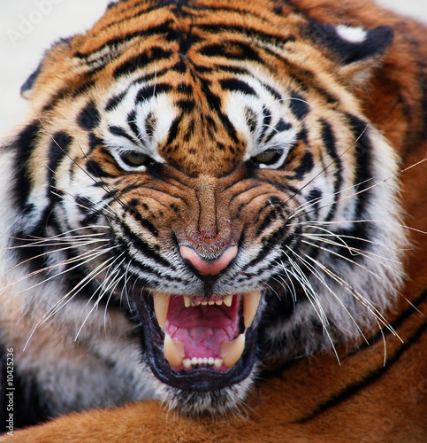 Plakat natura usta tygrys