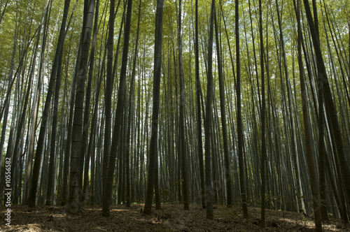 Fotoroleta bambus  