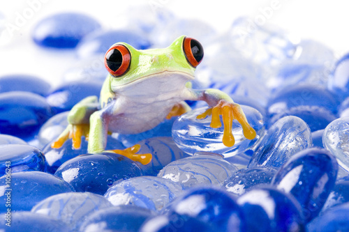 Fototapeta zwierzę płaz żaba