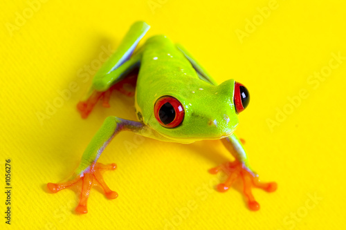 Naklejka płaz zwierzę żaba red eye 