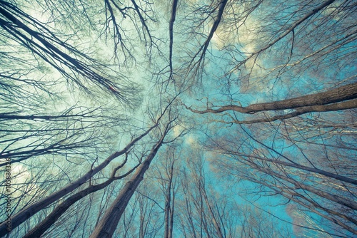 Obraz na płótnie drzewa niebo natura