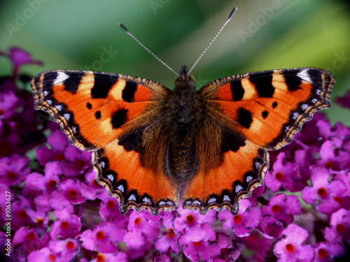 Plakat kwiat ogród motyl owad