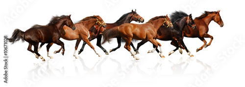 Obraz na płótnie klacz koń wyścig stado ssak