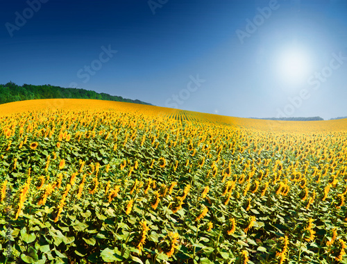 Fotoroleta pole słonecznik rolnictwo