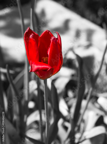 Obraz na płótnie morze śródziemne kwiat tulipan francja płatki