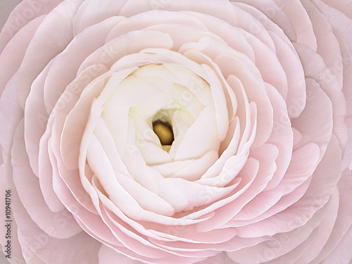 Obraz na płótnie kosmetyk wellnes kwiat ładny