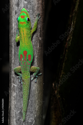 Obraz na płótnie zwierzę gad madagaskar kolorowy