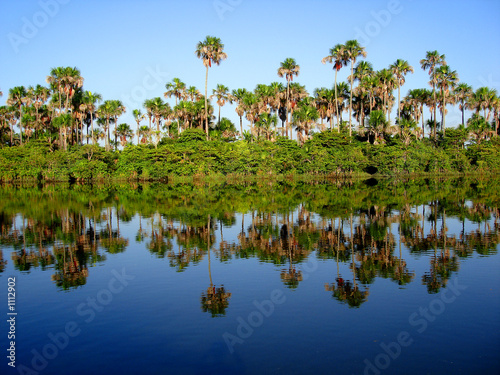 Plakat słońce tropikalny palma brazylia relaks