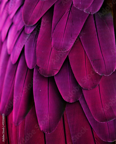 Fototapeta Pink and Purple Feathers