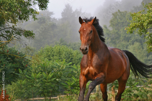 Obraz na płótnie koń ogier brązowy