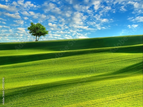 Naklejka trawa pole niebo