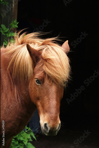Fotoroleta koń zwierzę natura