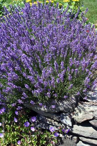 Fotoroleta aromaterapia kwiat ogród lato