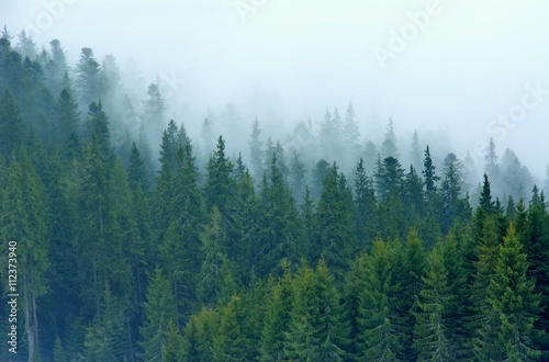 Fototapeta drzewa góra natura pejzaż park