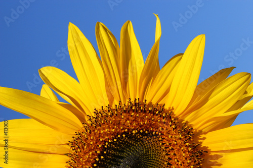 Obraz na płótnie pyłek słońce piękny