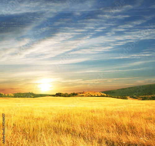 Fotoroleta pszenica pejzaż wiejski lato pole