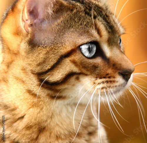 Naklejka Srebrne oczy kota