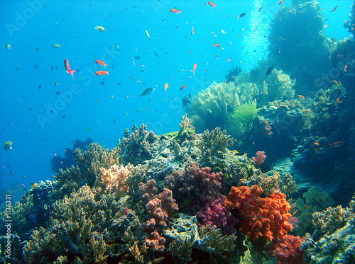 Fotoroleta ryba koral dno oceaniczne nurkowanie
