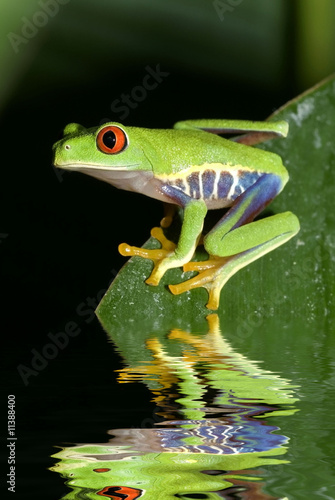 Fototapeta płaz zwierzę las żaba