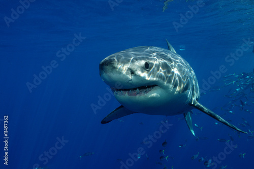 Fotoroleta podwodne rekin meksyk zabójca zęby