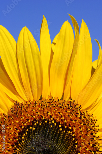 Naklejka słonecznik ogród kwiat słońce niebo