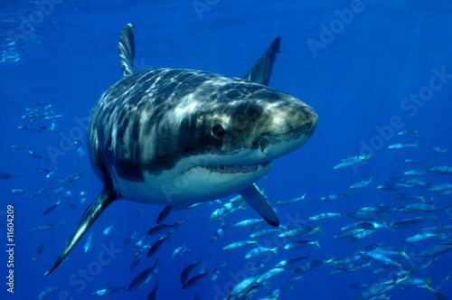 Fototapeta podwodne meksyk rekin zabójca