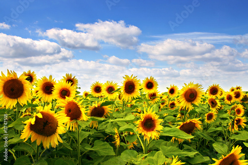 Fototapeta lato pyłek roślina spokojny słońce