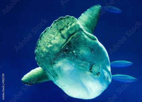 Fotoroleta ryba podwodne nurkować pływać