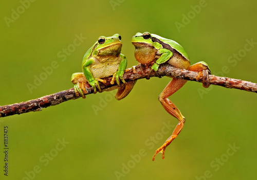 Fototapeta płaz żaba zwierzę natura skok