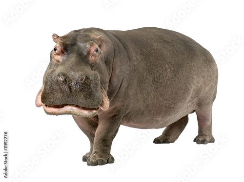 Fototapeta zwierzę ssak hipopotam