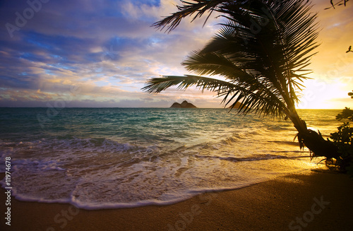 Fototapeta plaża wybrzeże drzewa spokojny wyspa