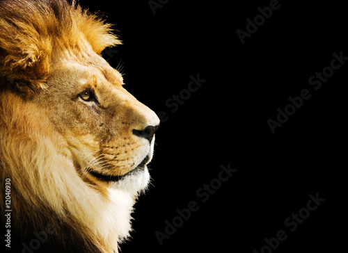 Naklejka Zamyślony lew