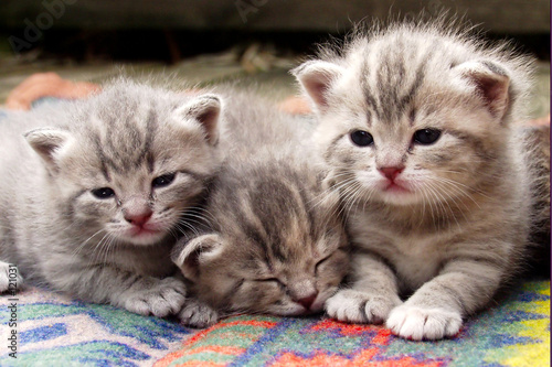 Plakat Trzy słodkie kociaki