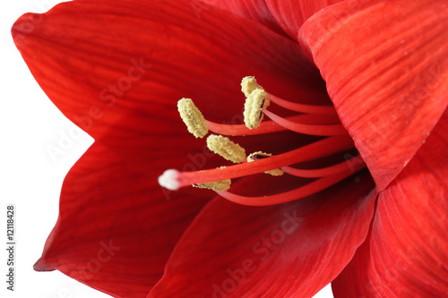 Fotoroleta kwiat kwitnący tropikalny liliowiec tło