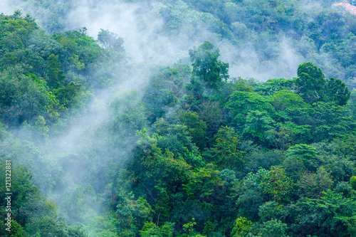 Fototapeta dżungla park tropikalny świeży azja